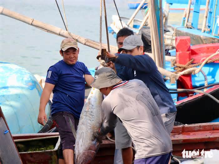 Ngư dân Phú Yên trúng mùa cá ngừ sau chuyến biển xuyên Tết