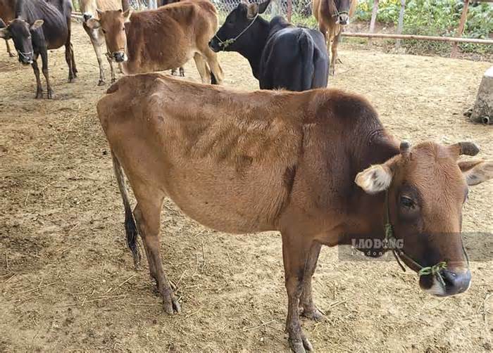 Mập mờ nguồn gốc bò giống trong dự án giảm nghèo ở Điện Biên