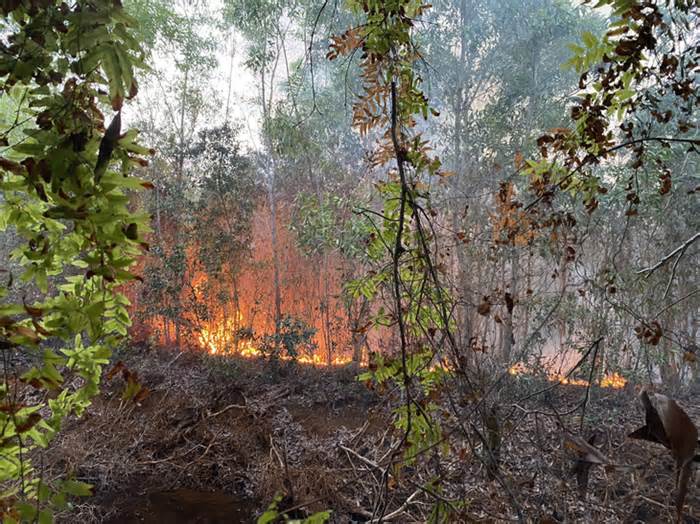Cháy lớn rừng tràm ở Giang Thành, Kiên Giang