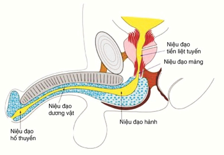 Bé trai 7 tuổi bị chó nhà nuôi cắn gây tổn thương vùng dương vật