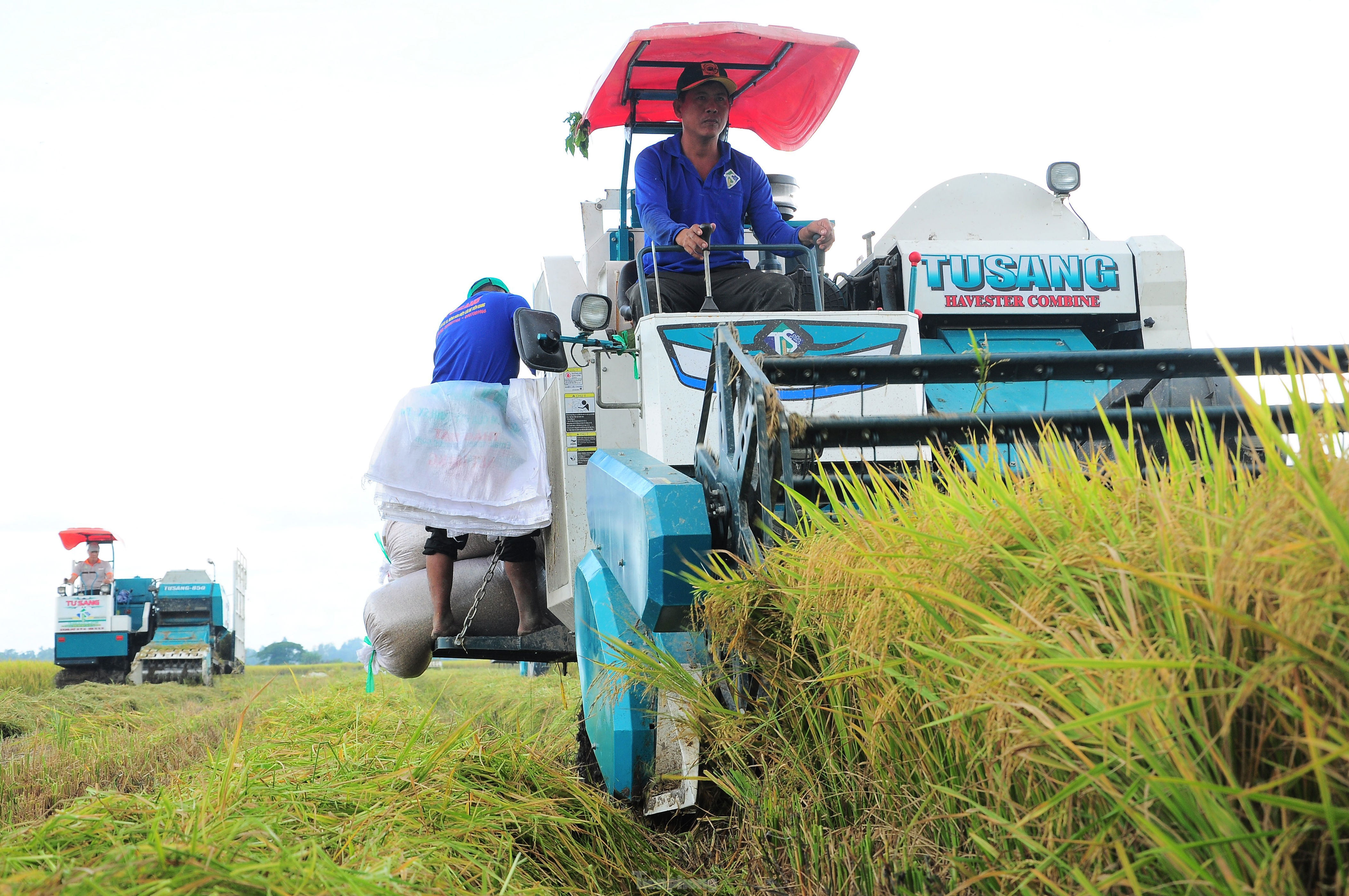 Thủ tướng chỉ đạo khẩn trương thực hiện các giải pháp đảm bảo cân đối cung cầu lúa gạo