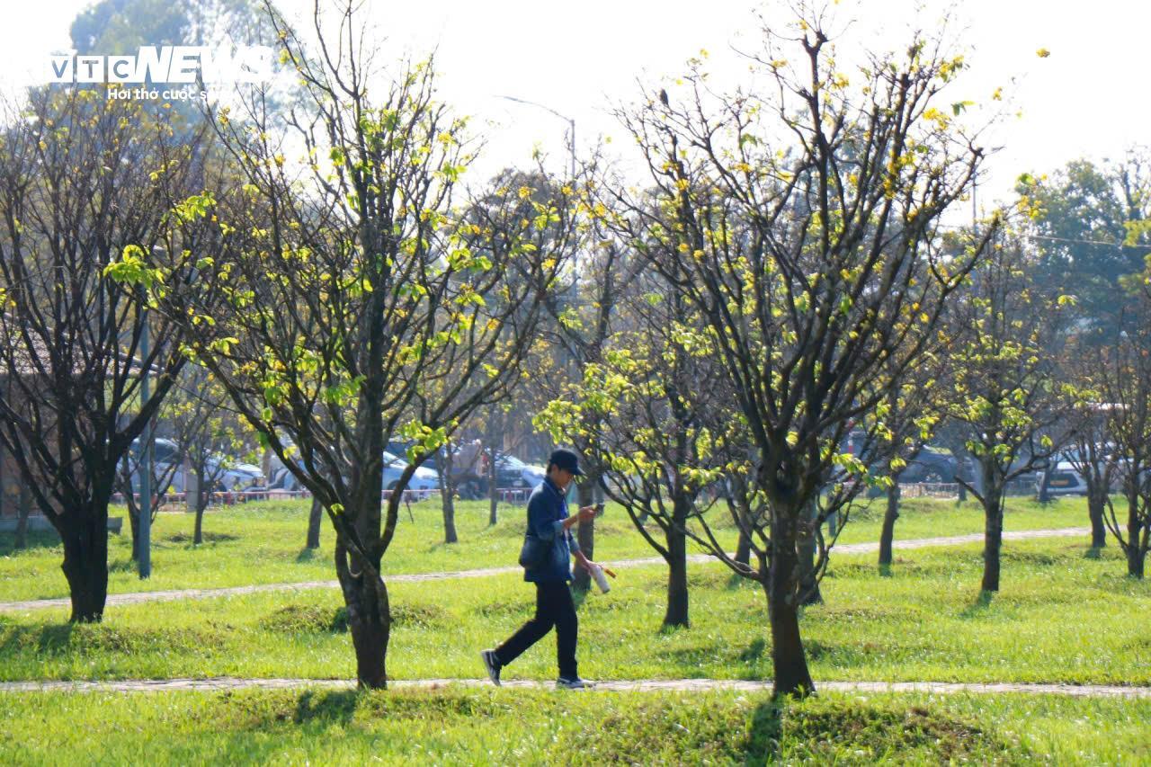 Du khách thích thú ngắm vườn Hoàng mai tiền tỷ khoe sắc sớm trong Kinh thành Huế - 7