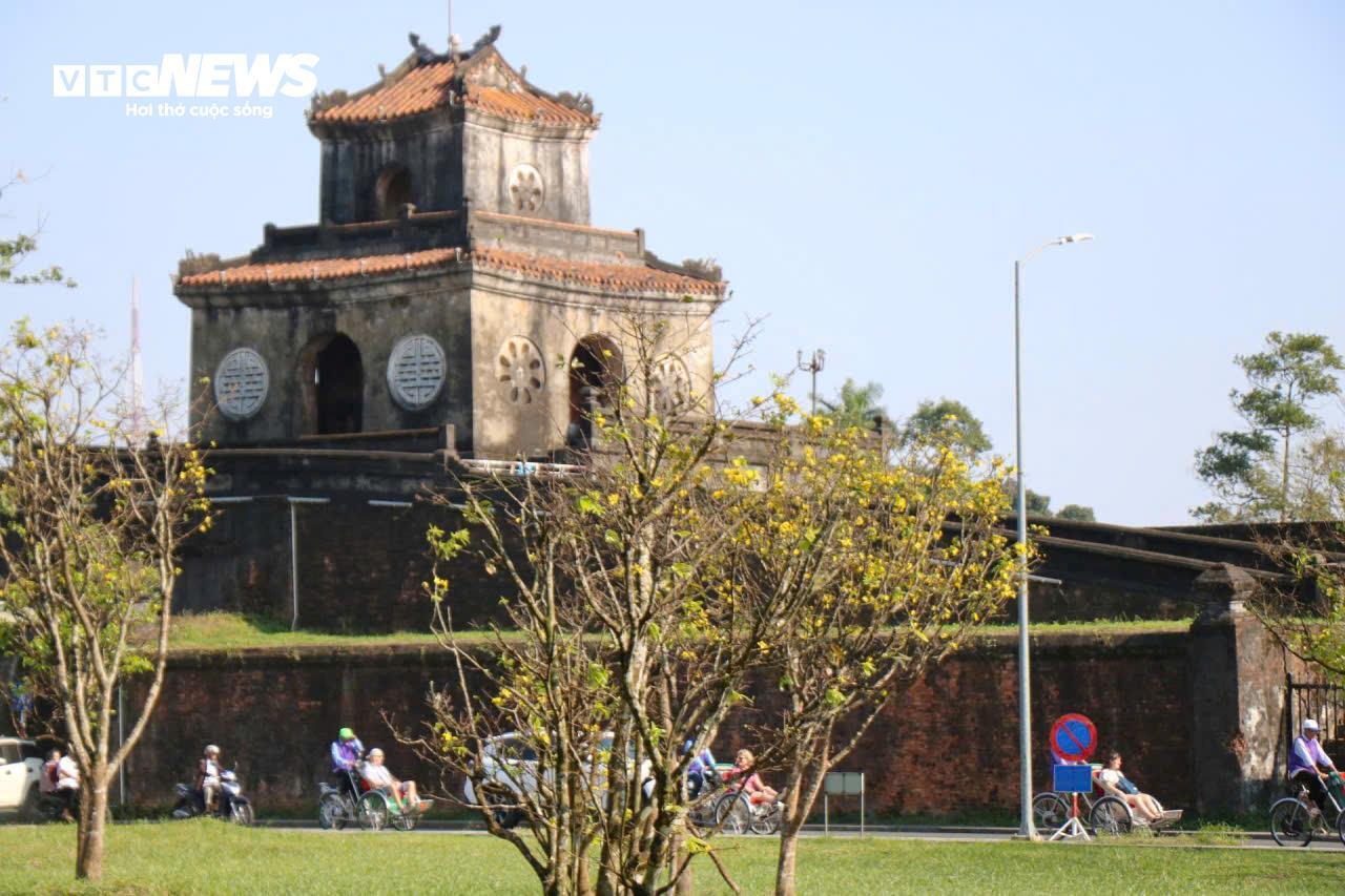 Du khách thích thú ngắm vườn Hoàng mai tiền tỷ khoe sắc sớm trong Kinh thành Huế - 6