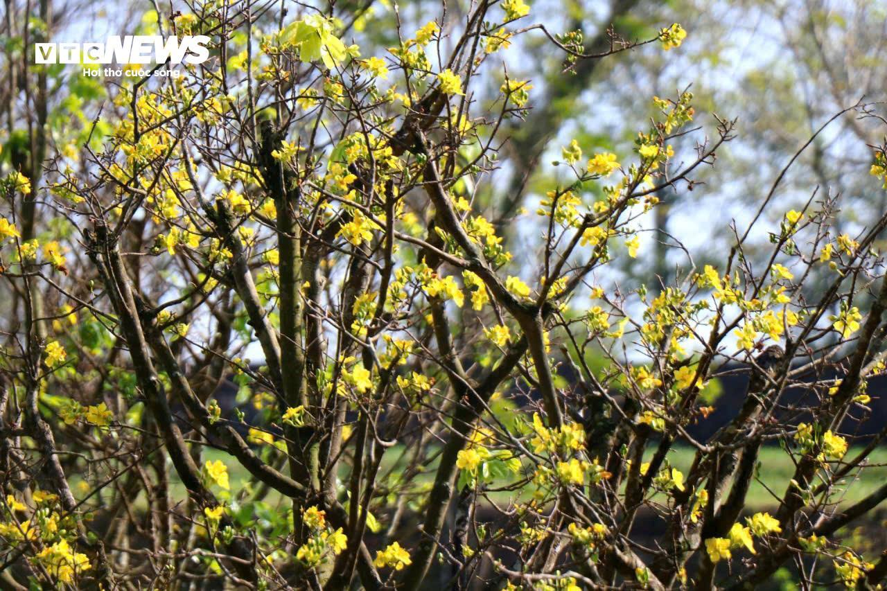 Du khách thích thú ngắm vườn Hoàng mai tiền tỷ khoe sắc sớm trong Kinh thành Huế - 8