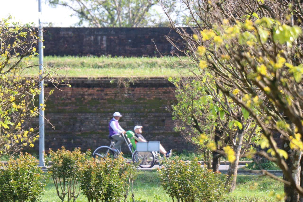 Du khách thích thú ngắm vườn Hoàng mai tiền tỷ khoe sắc sớm trong Kinh thành Huế - 4