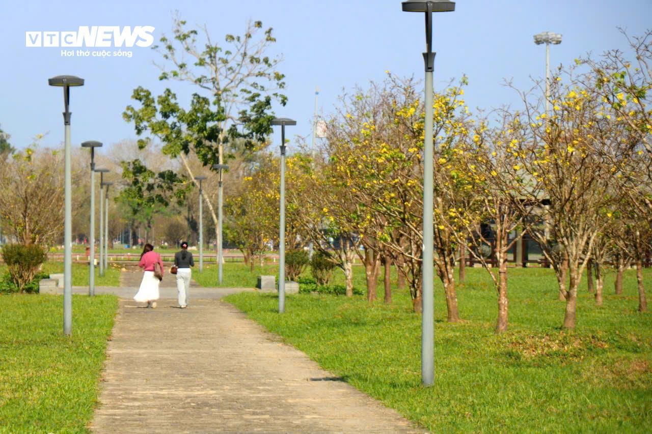 Du khách thích thú ngắm vườn Hoàng mai tiền tỷ khoe sắc sớm trong Kinh thành Huế - 3