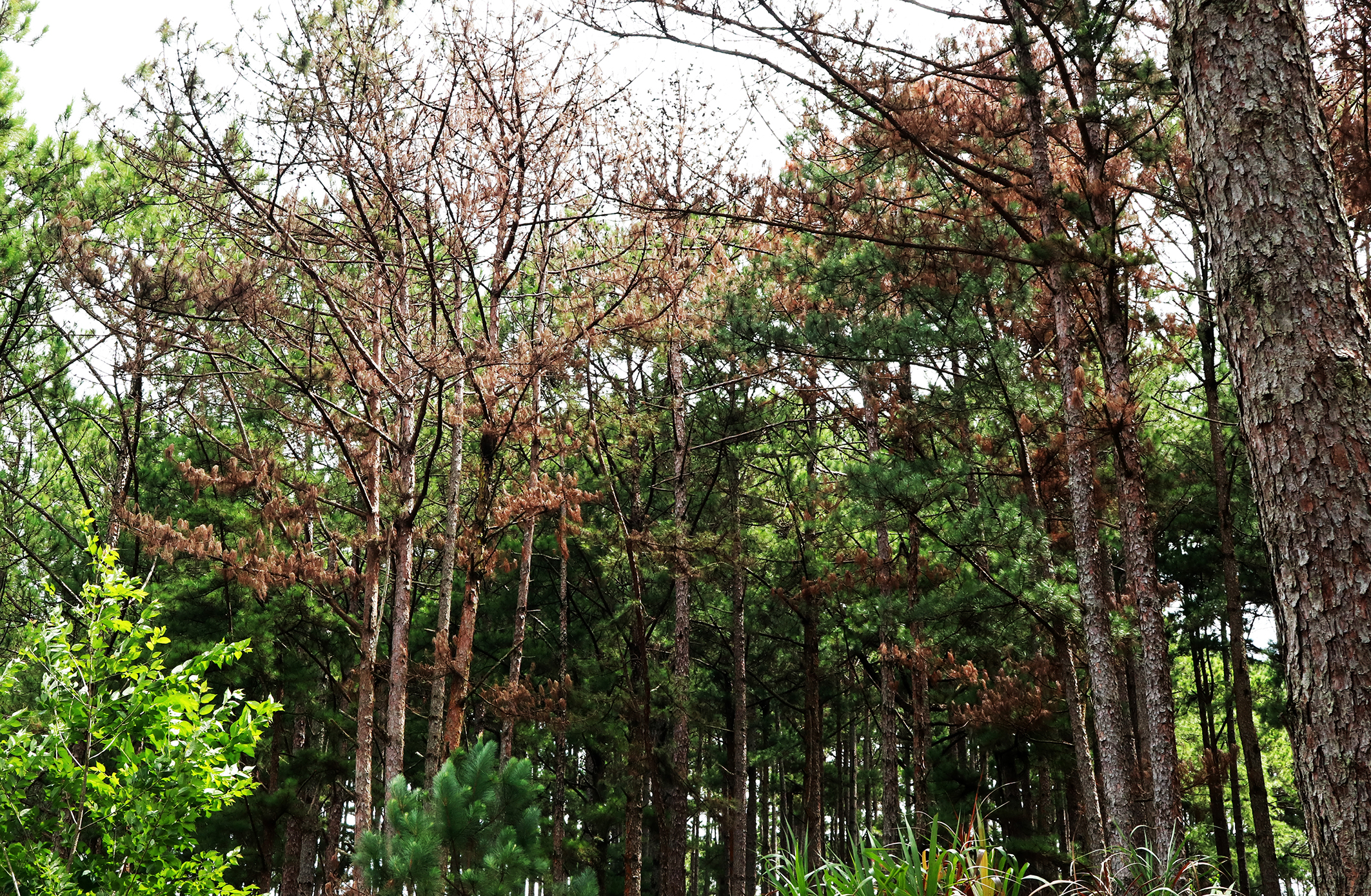 Tìm cách cứu chữa rừng thông ba lá bị đầu độc ở Lâm Đồng