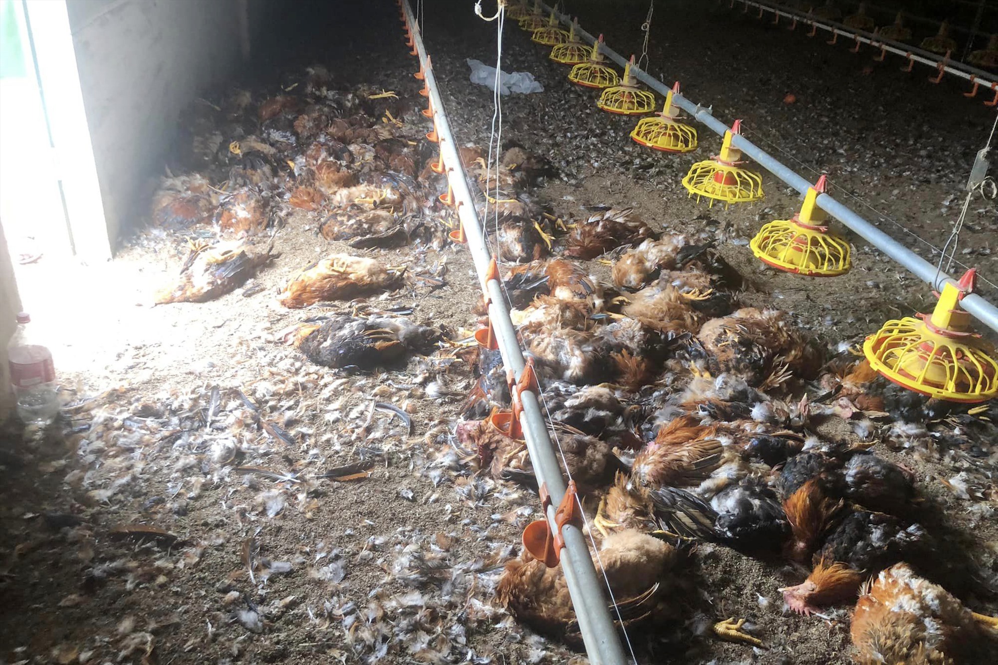 10.000 con gà bị chết ngạt do chập điện, gia chủ thiệt hại hơn 1,3 tỉ đồng