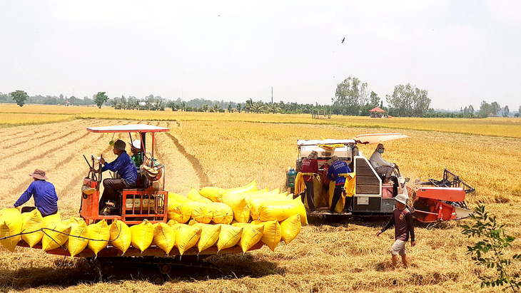 Nông dân không muốn xả lũ để tăng diện tích trồng vì giá lúa gạo tăng