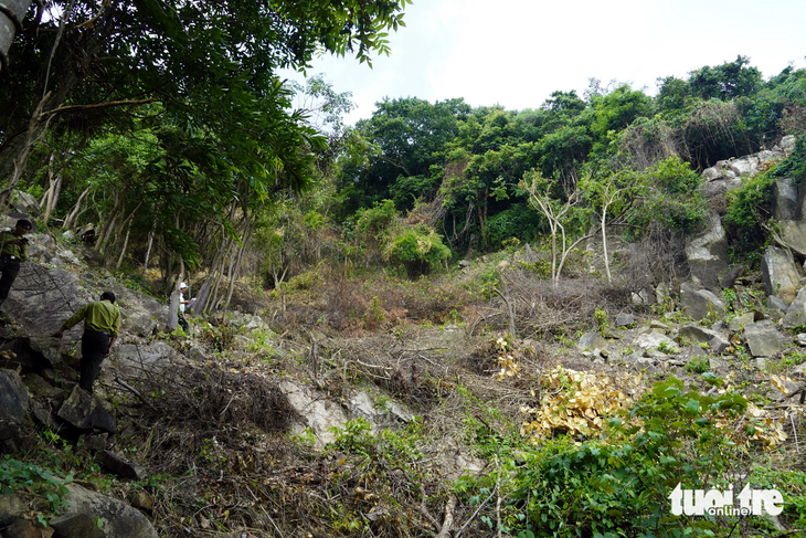 Phá rừng phòng hộ trên núi ở Vũng Tàu, bị phạt 11 triệu