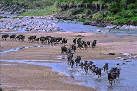 Kenya thúc đẩy phát triển du lịch ở các khu bảo tồn động vật hoang dã