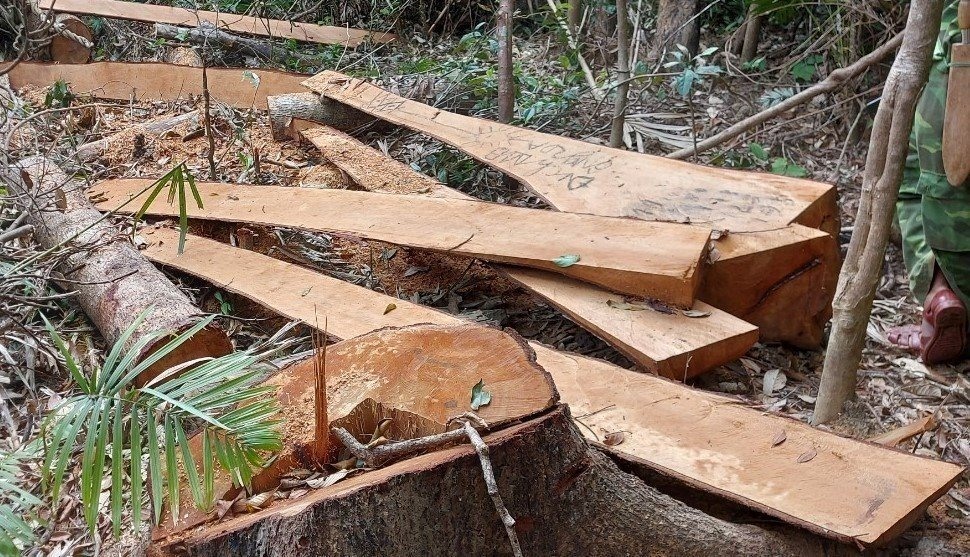 Bắt đối tượng trong vụ phá rừng ở huyện Đăk Pơ