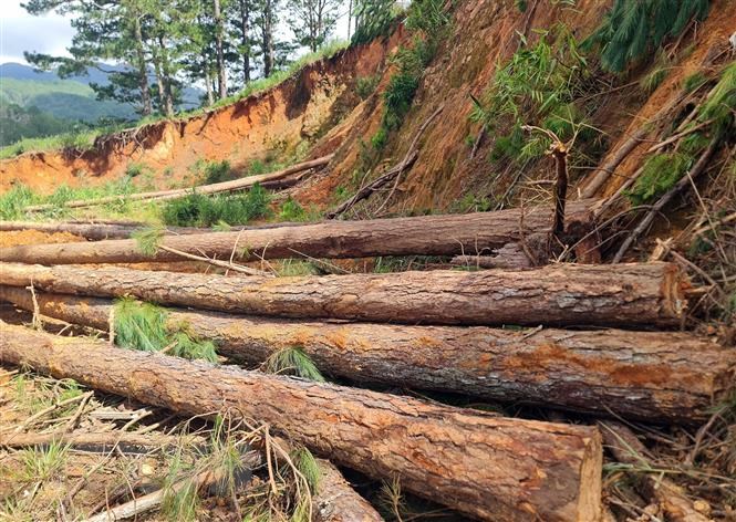 Chưa xác định nghi phạm vụ chặt phá gần 1ha rừng tự nhiên ở Quảng Trị