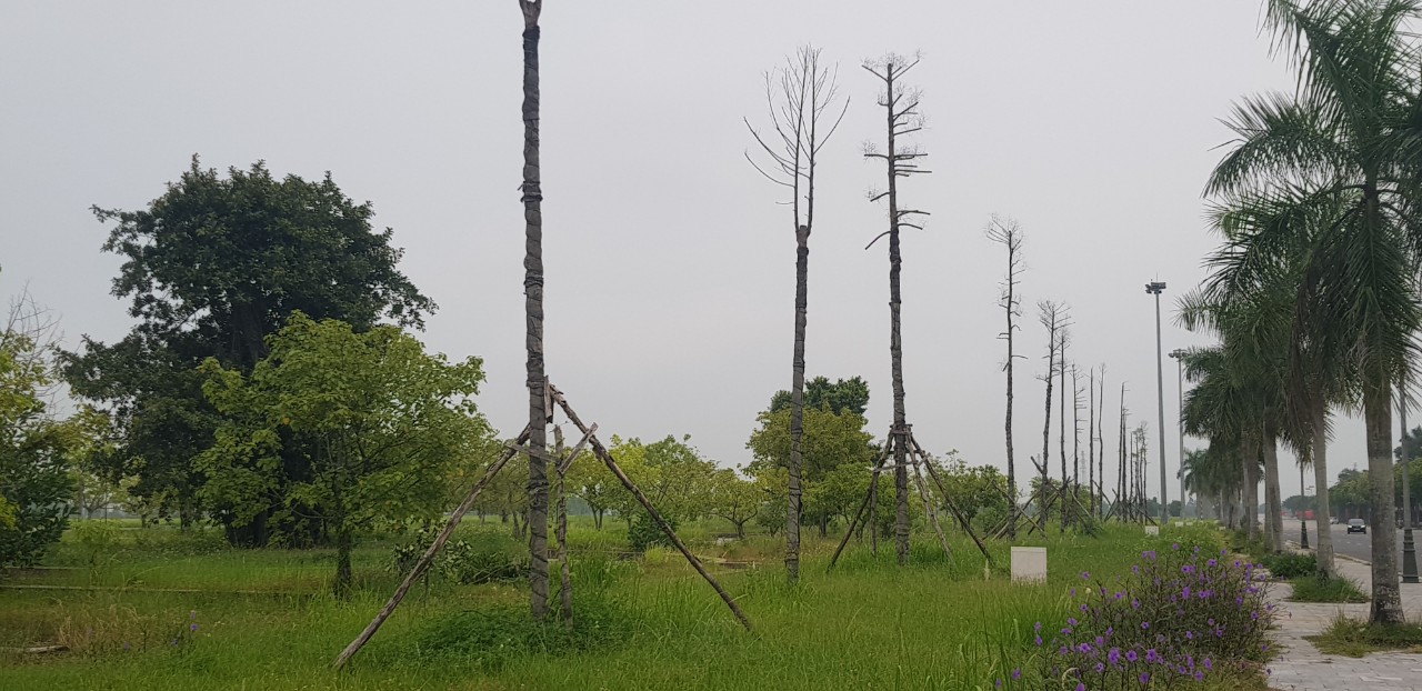 Hàng cây xanh chết khô ở quảng trường 1.500 tỉ tại Ninh Bình