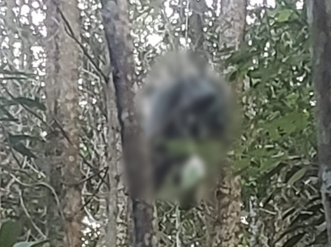 Một mình đi bắt ong rừng, người đàn ông gặp nạn tử vong