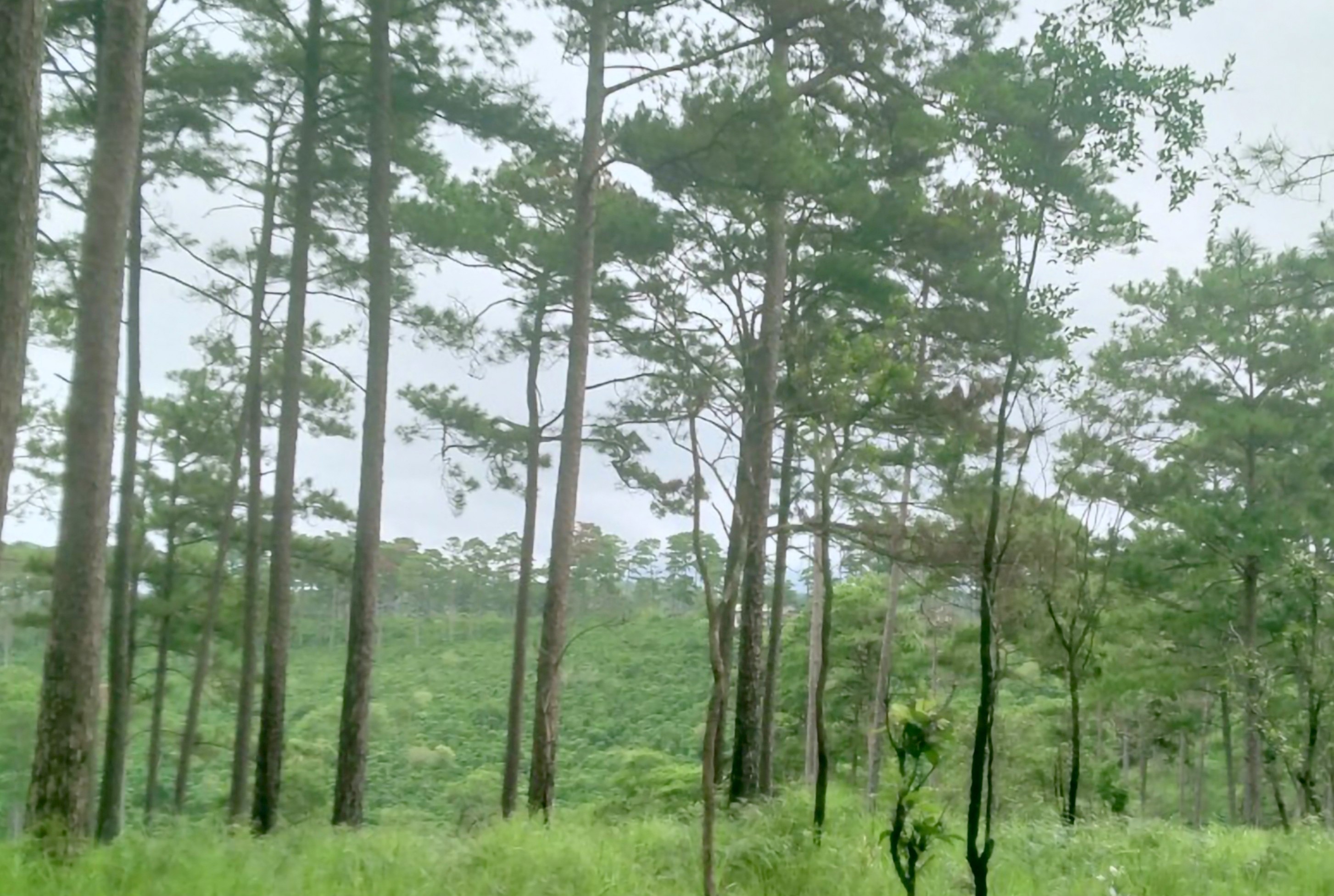 Lâm Đồng cứu sống nhiều cây thông bị kẻ gian khoan lỗ, đổ hóa chất hạ độc