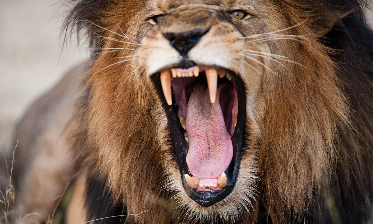Tiếng người đáng sợ hơn sư tử gầm
