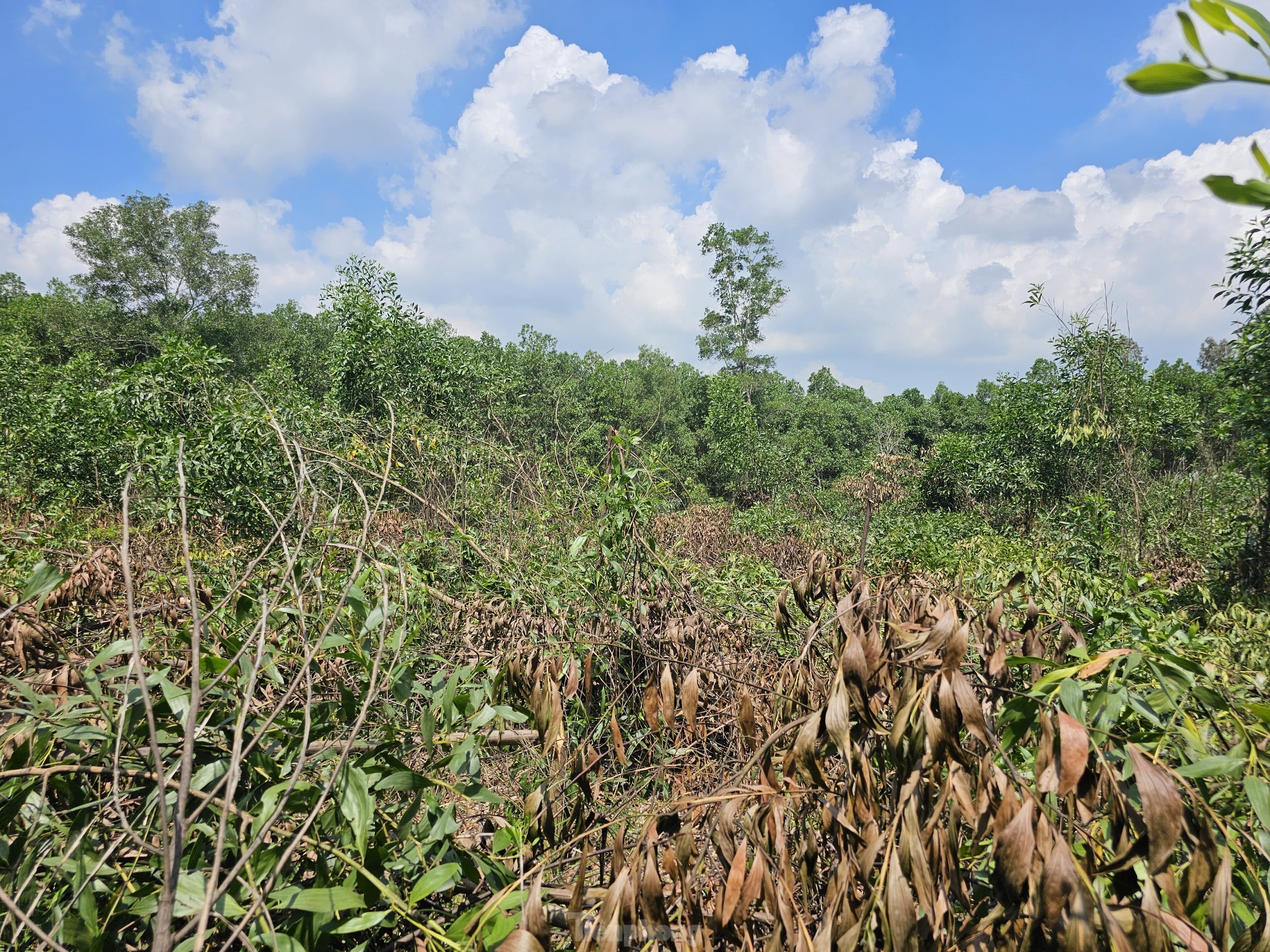 Lão nông lặng người trước rừng keo tràm 3.000 cây bị phá hoại