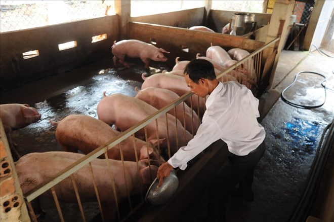 Xử phạt 164 cơ sở chăn nuôi ở Đồng Nai vi phạm môi trường