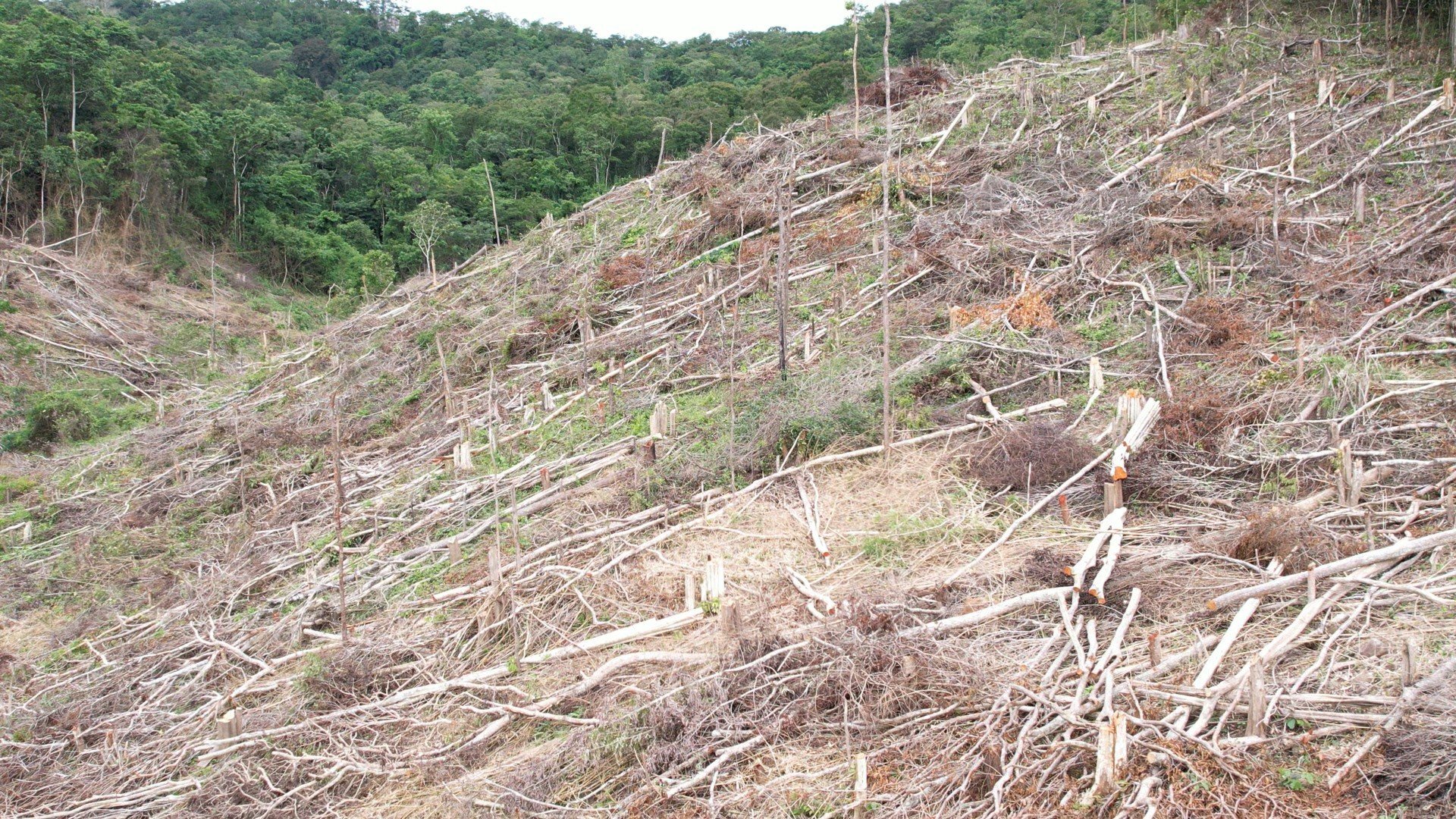 Gia Lai bảo vệ rừng tại gốc, không để thành điểm nóng phá rừng