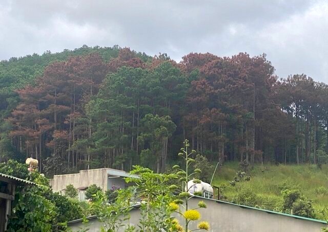 Nhiều mảnh rừng thông ở Lâm Đồng bị kẻ gian hạ độc, chết khô