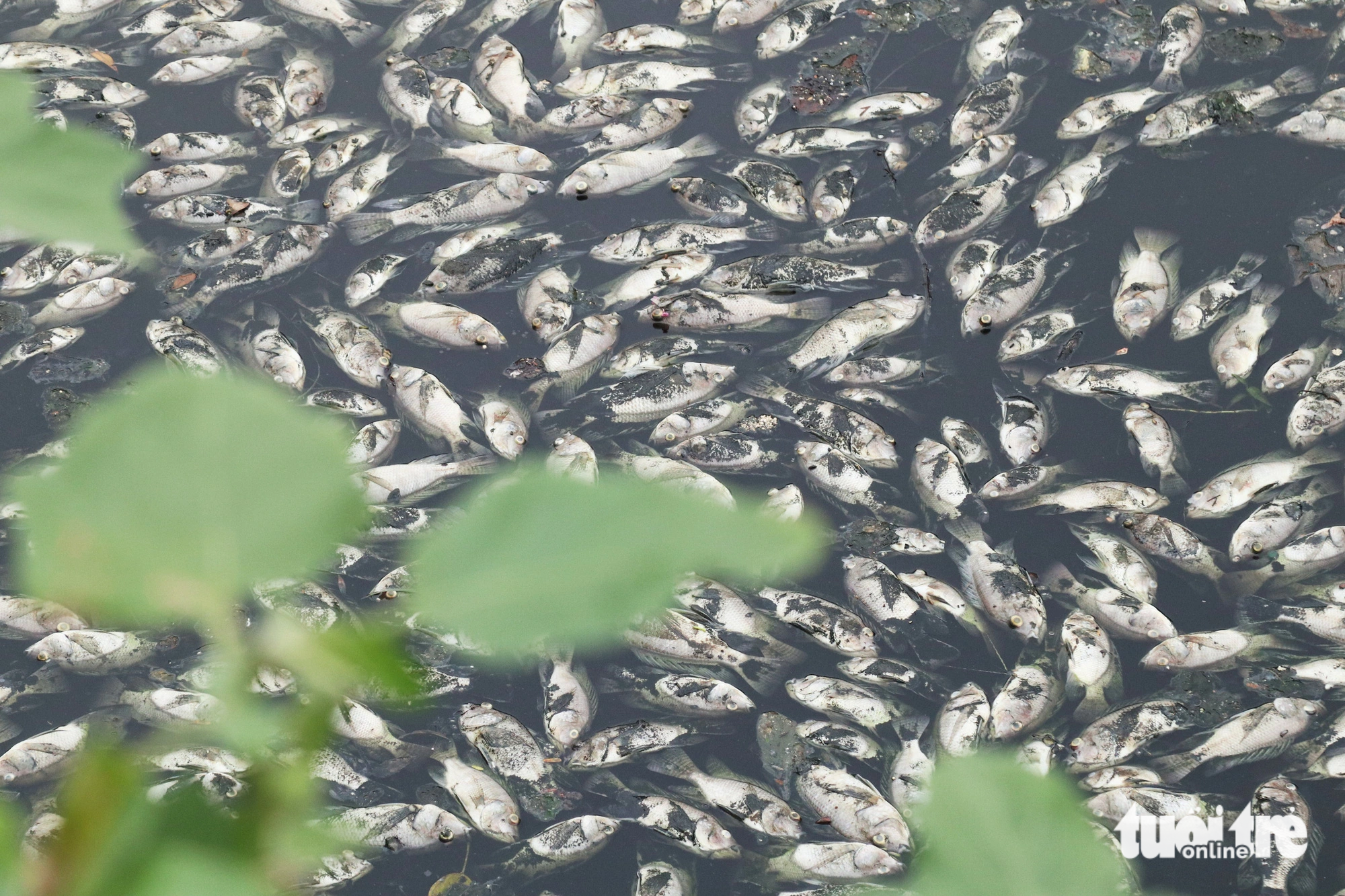 Ô nhiễm cá chết trắng hào Thành cổ Vinh: Phê bình đơn vị vận hành