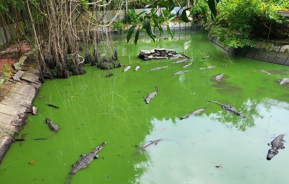 Cá sấu xổng chuồng ở Kiên Giang được nuôi phục vụ tham quan