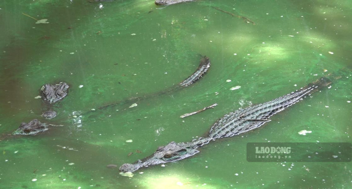 Chưa tìm thấy 4 con cá sấu xổng chuồng ở Kiên Giang
