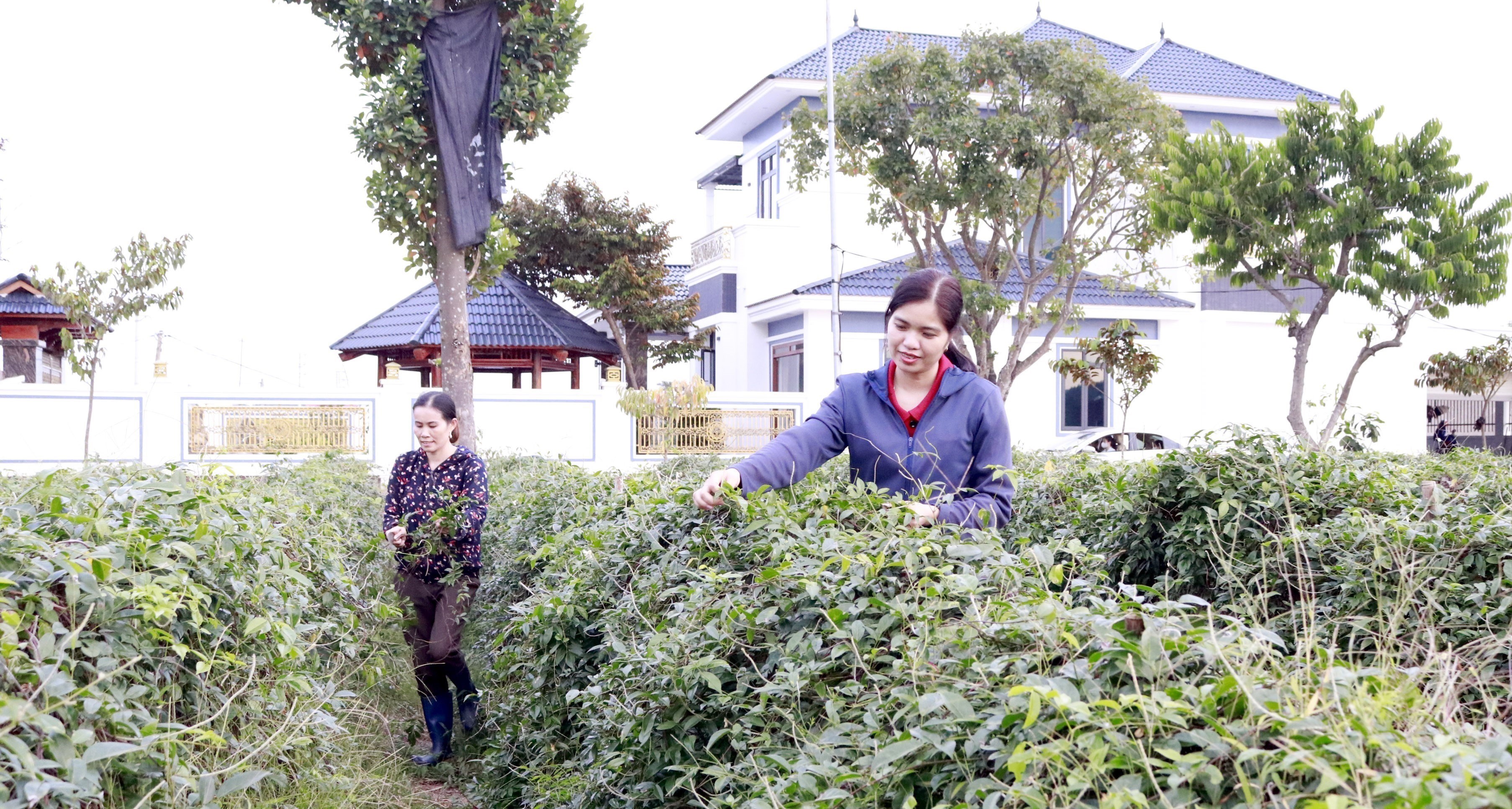 Bắc Giang: Người phụ nữ đưa sản vật tiến Vua thành cây trồng chủ lực