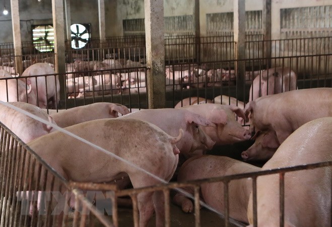 Xử phạt hơn 160 cơ sở chăn nuôi ở Đồng Nai vi phạm môi trường