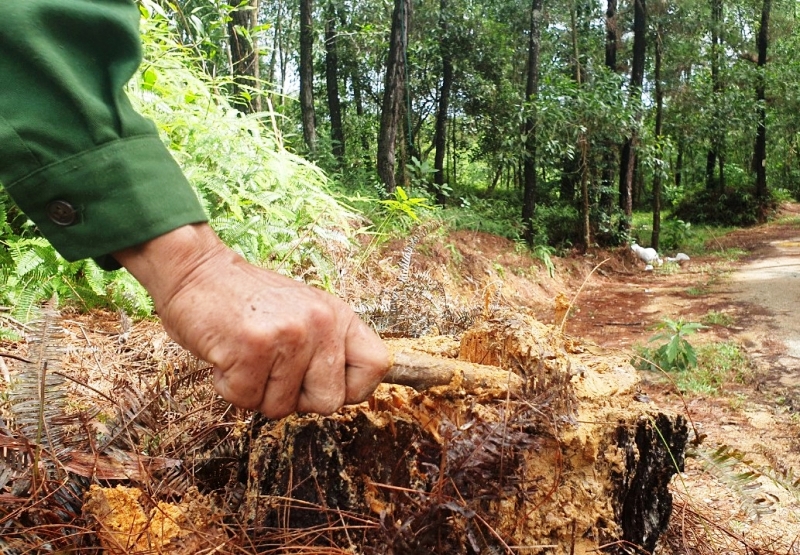 Nhiều cây thông rừng đặc dụng trên 20 năm tuổi bị cưa hạ rồi vứt bỏ trong rừng