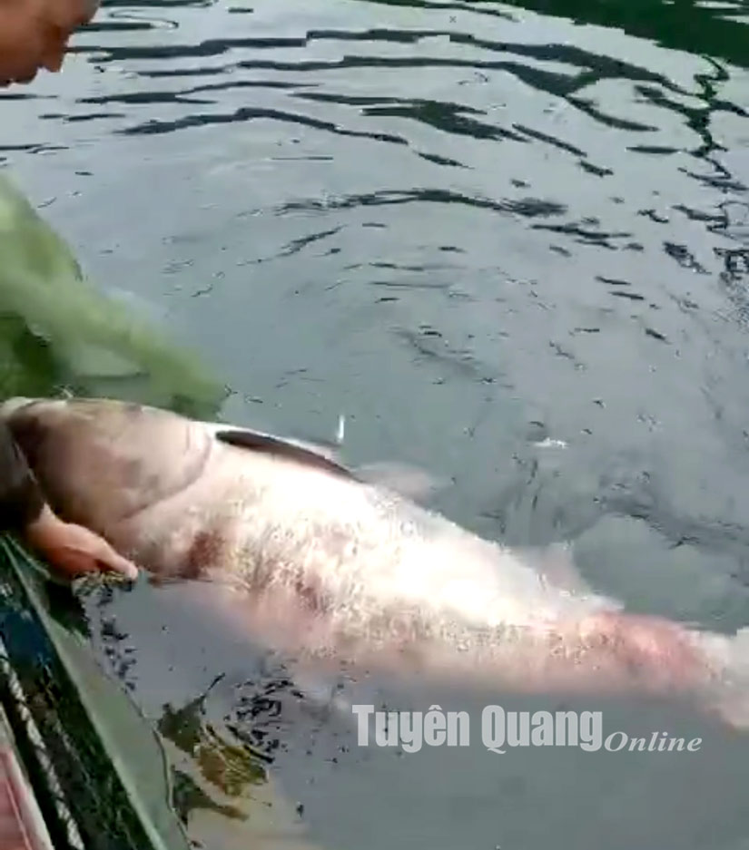 Cất vó được cá mè 'khủng' nặng gần 50kg ở Tuyên Quang
