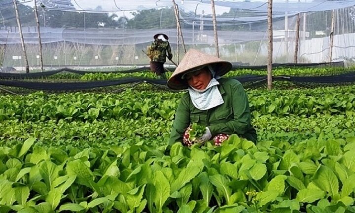 Mô hình hợp tác xã sạch thúc đẩy nông nghiệp Nam Định phát triển bền vững