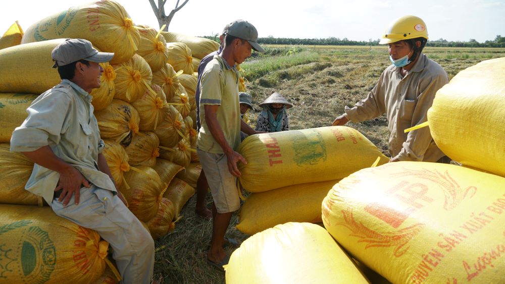 Giải pháp để nông dân hưởng lợi lâu dài từ lúa gạo tăng giá
