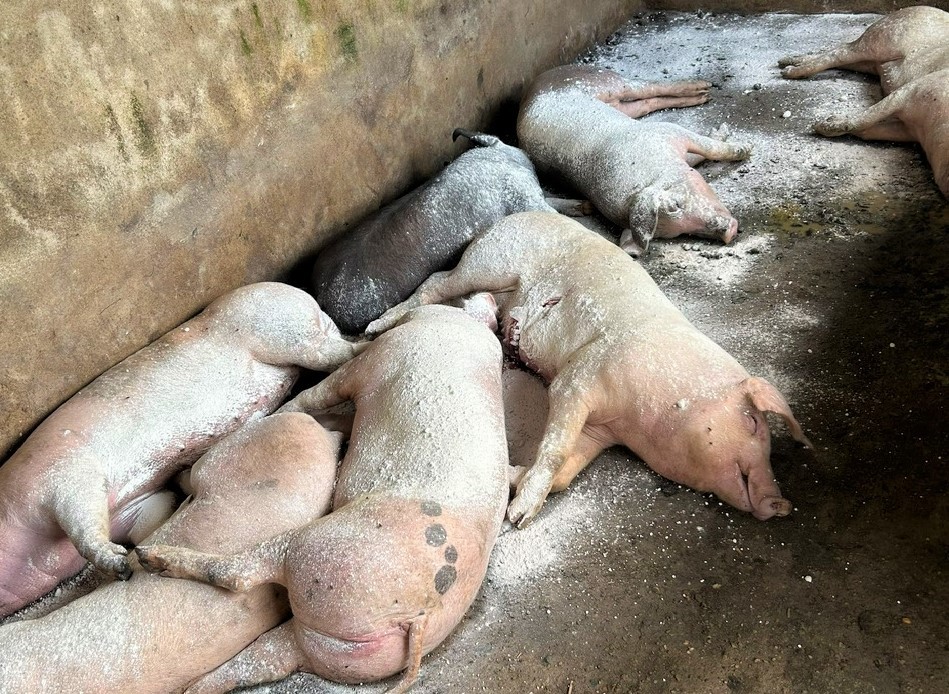 Thành phố Vinh xuất hiện 8 ổ dịch tả lợn châu Phi
