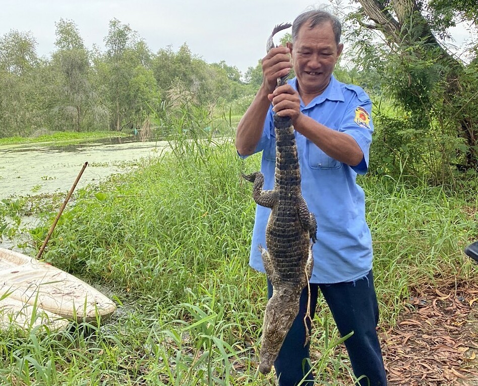 Đã bắt hết 8 cá sấu sổng chuồng ở Kiên Giang
