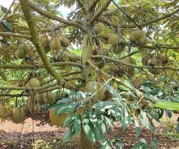 Dạy nghề cho nông dân Đam Rông, Lâm Đồng phát triển hiệu quả cây sầu riêng