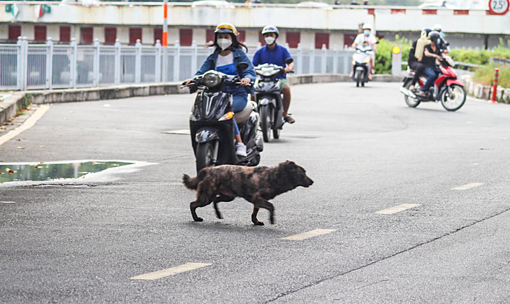 Phải xử lý ổ dịch do một con chó dại tấn công 3 người và 13 chó, mèo