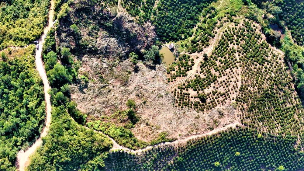 Thường trực Tỉnh ủy Đắk Nông chỉ đạo xử lý nghiêm vụ phá hơn 6.000m2 rừng