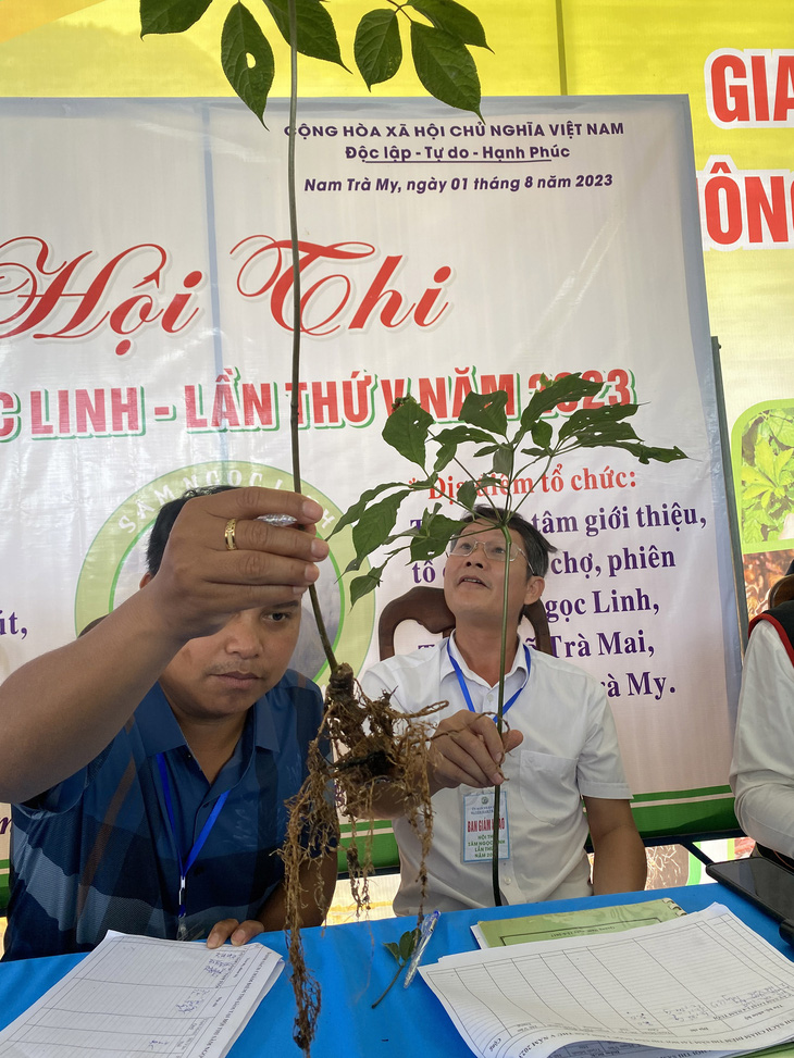 Quảng Nam chốt mỗi cây giống sâm Ngọc Linh giá 270.000 đồng