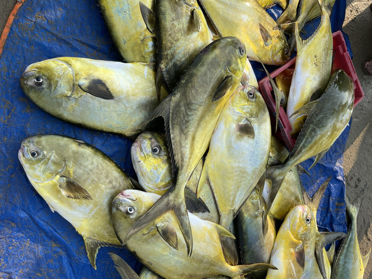 Ngư dân trúng mẻ cá chim vàng, thu về hơn 300 triệu sau một đêm ra khơi