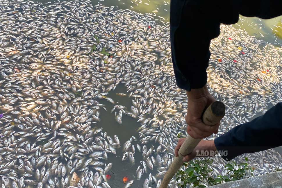 Cá chết trắng mặt hồ sinh thái ở Bình Định