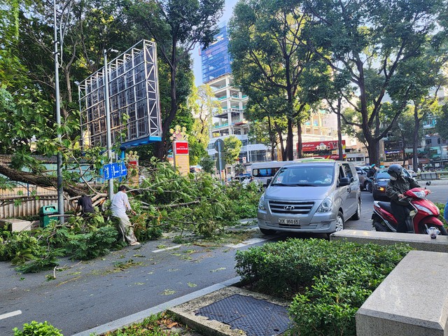 Nhánh cây rơi chắn ngang đường ở trung tâm TPHCM