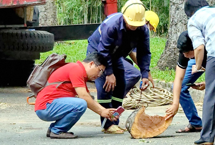 Cây gãy ở Tao Đàn: 'Siêu âm' cây xanh có ngăn được tai nạn đáng tiếc?