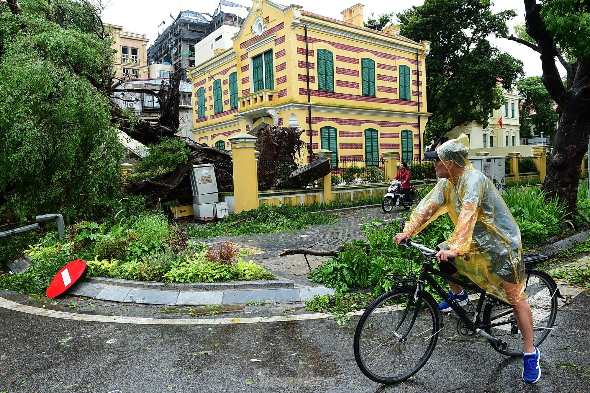 Hà Nội cứu cây xanh gãy, đổ: Khó nhất là cứu các 'cụ cây'