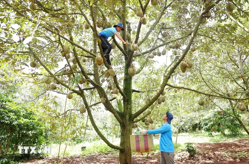 Bình Phước: Khuyến cáo nhà nông không 'chạy đua' trồng cây sầu riêng