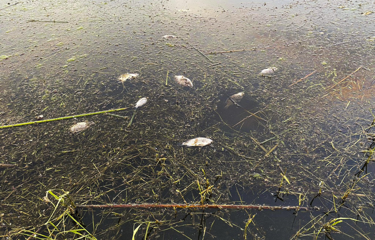 Xác định nguyên nhân cá chết nhiều trên đầm Trà Ổ ở Bình Định