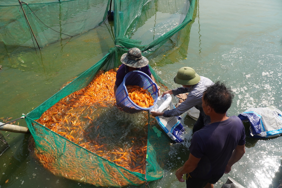 Thủ phủ cá chép đỏ Đồng Nai vào vụ Tết