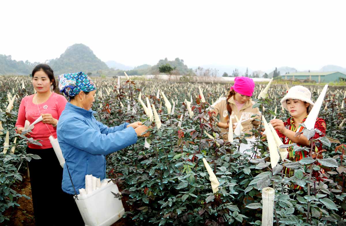 Vùng trồng hoa lớn nhất cao nguyên đá Hà Giang vào vụ Tết
