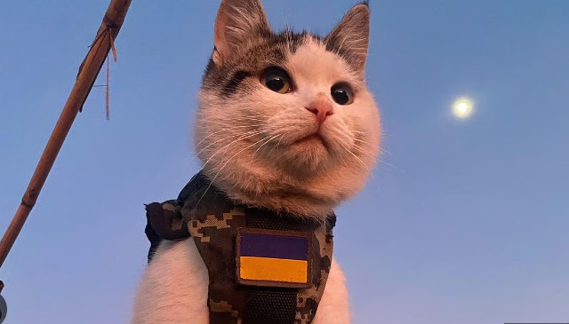 Những chú mèo ra trận, kiếm tiền quyên góp cho lính Ukraine